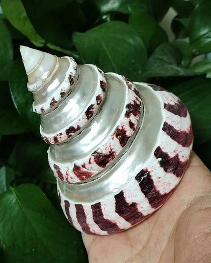 Large Commercial Trochus Shell with Pearl Band