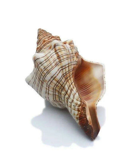 Seaside Elegance Natural Shell Trapezium Horse Conch Decor for Aquariums and Special Events
