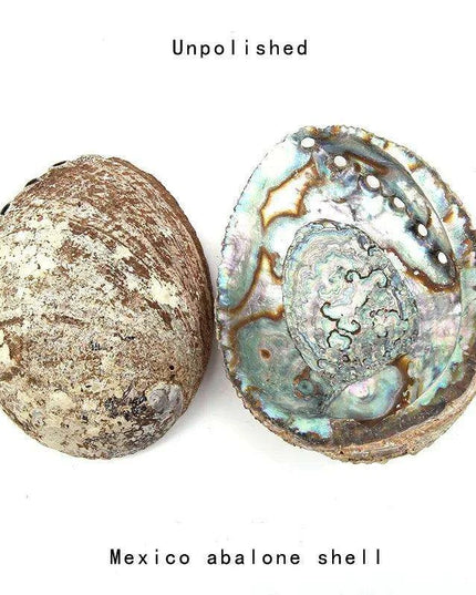 Stunning New Zealand Abalone Shell - 12-16CM Ideal for Weddings, Aquatic Displays, and Creative Crafts