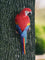 Shop1102962948 Lifelike Wall-Mounted Parrot Sculpture for Garden Decor