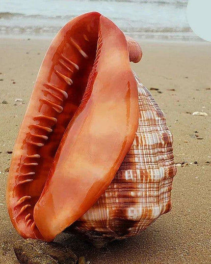 Natural Orange Bull's-mouth Helmet Conch Shells for Home and Aquatic Decor (12-17CM)