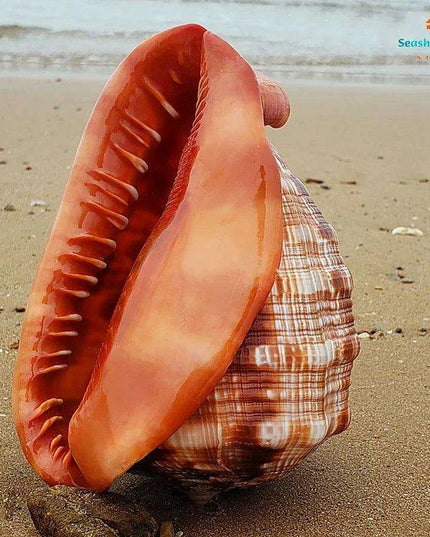 Natural Orange Bull's-mouth Conch Shells for Nautical Home Styling & Aquatic Decor (12-17CM)