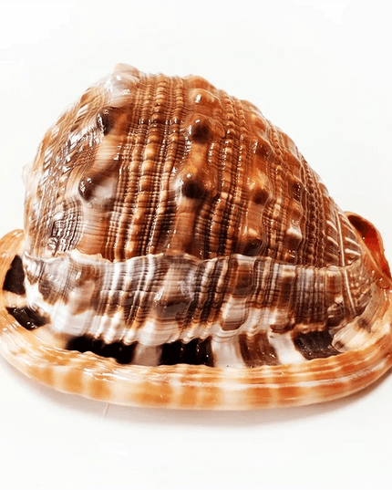 Natural Orange Bull's-mouth Helmet Conch Shells for Home and Aquatic Decor (12-17CM)