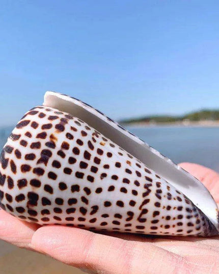 Leopard Cone Shell Décor - Authentic Lithoconus leopardus with Striking Black Spot Detailing