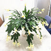 50cm (20 leaves)