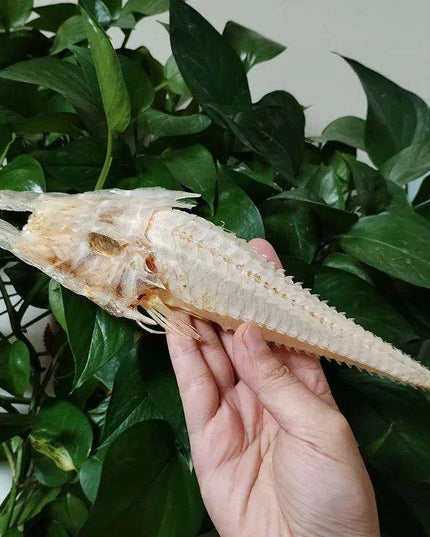 Large Authentic Armored Searobin Skull Specimen – Unique Deep Sea Fish Taxidermy Model for Science Education