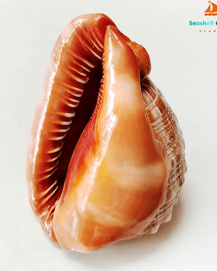 Natural Orange Bull's-mouth Conch Shells for Nautical Home Styling & Aquatic Decor (12-17CM)