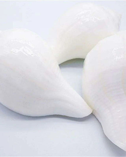 Stunning 11CM Indian Sacred Chank Shell Conch for Home and Event Decor