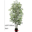 200cm / Without pot