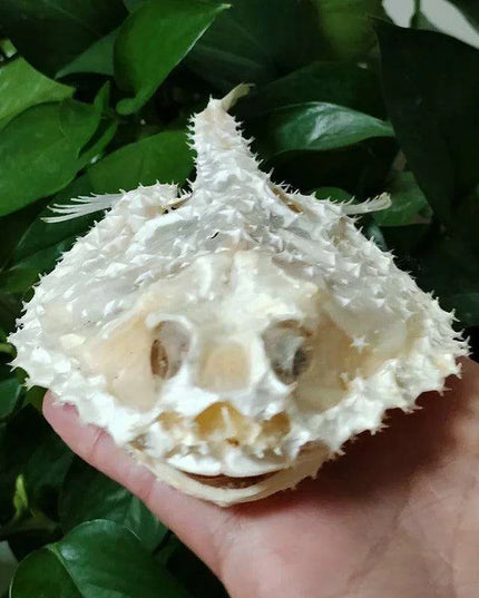 Genuine Starry Handfish Skull Specimen - 15 CM Deep-Sea Taxidermy Model for Education and Display