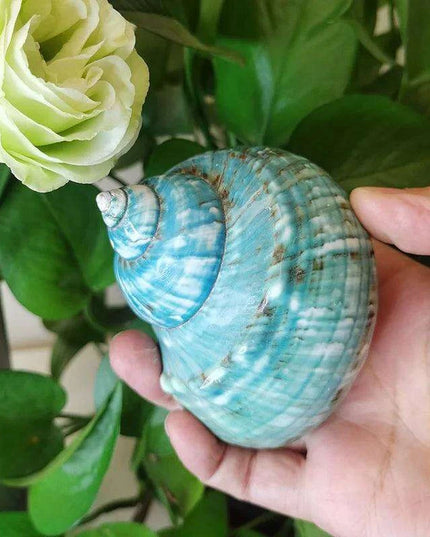 Exquisite Natural Green Turban Seashells - 9-12cm Authentic Turbo Imperialis
