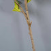 1PC Artificial Pomegranate Branch For Home Decor