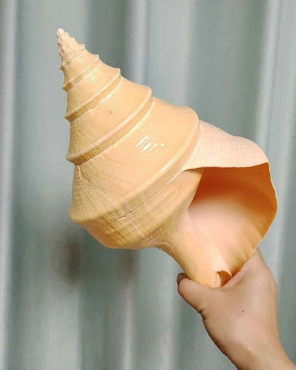 Oceanic Splendor: Australian Trumpet Shell for Unique Home Decor and Creative Projects