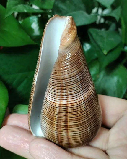 Elegant Gold-Infused Conus Striatus Shell - Ideal for Aquatic Decor, Hermit Crab Habitats, and Special Celebrations