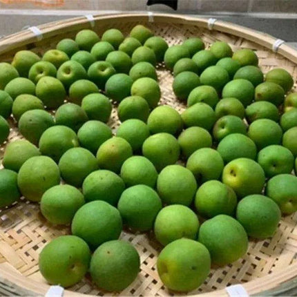 Artisan Bamboo Perforated Screen Collection - Fast Delivery