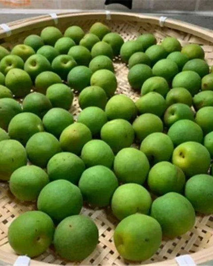 Artisan Bamboo Perforated Screen Collection - Fast Delivery