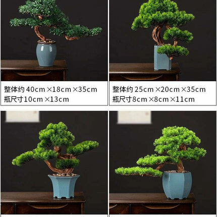 Prosperity Emblem Chinese Pine Bonsai - A Luxurious Symbol of Wealth and Abundance