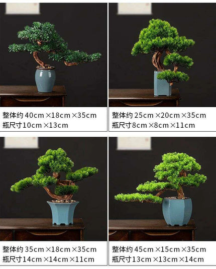 Prosperity Emblem Chinese Pine Bonsai - A Luxurious Symbol of Wealth and Abundance