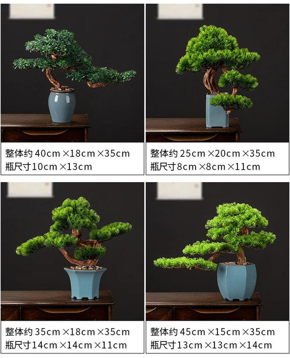Prosperity Emblem Chinese Pine Bonsai - A Luxurious Symbol of Wealth and Abundance