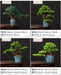 Prosperity Emblem Chinese Pine Bonsai - A Luxurious Symbol of Wealth and Abundance