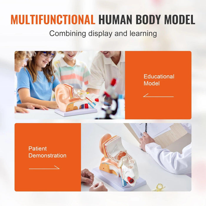 Interactive 3D Enlarged Human Ear Anatomy Model - Educational Tool with Detachable Parts for In-Depth Physiological Learning