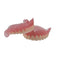 High-quality hot-selling medical dentals display model for education high-quality-hot-selling-medical-dentals-display-model-for-education