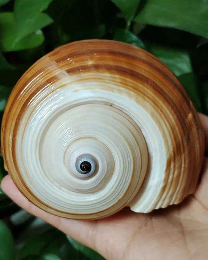 Coastal Charm Natural Spotted Turbo Seashells for Hermit Crabs & Home Decor (8-10cm)