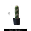 Wide-Leaf
