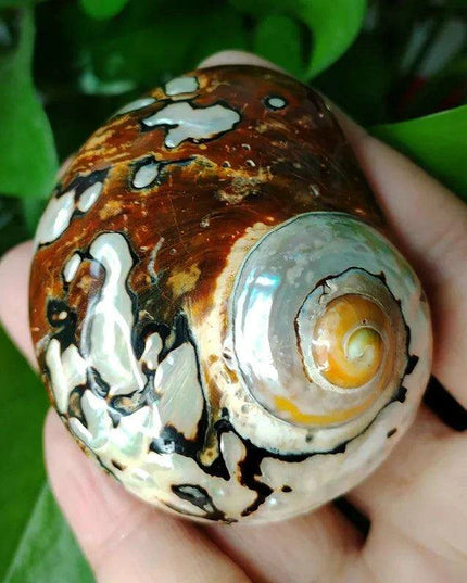 Brown Jade Turbo Seashells from South Africa - Ideal Homes for Hermit Crabs and Elegant Decorative Touches