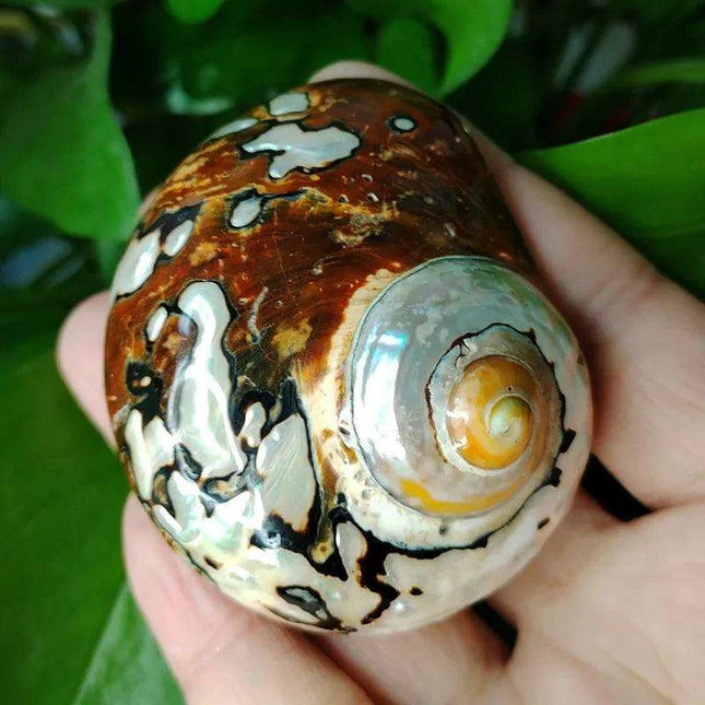 Brown Jade Turbo Seashells from South Africa - Ideal Homes for Hermit Crabs and Elegant Decorative Touches