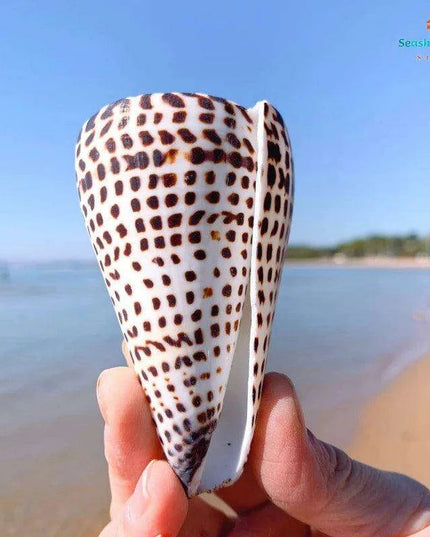 Leopard Cone Shell Décor - Authentic Lithoconus leopardus with Striking Black Spot Detailing