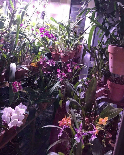 Set of 2 Stylish Red Terracotta Hanging Pots with Drainage for Succulents and Cacti