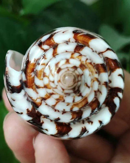 Coastal Artisan Handcrafted Conch Shell Snail - Decorative Home Accent 8CM-10CM