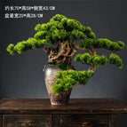 Beauty pine
