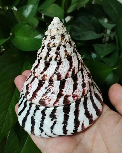 Majestic Zebra Conch Shell – Large 9-10CM Coastal Decor