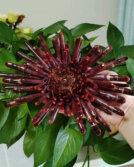 Sunflower-Shaped Large Natural Slate Pencil Urchin Seashells for Coastal Decor