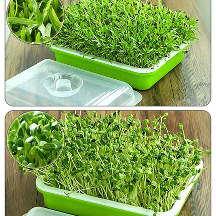 Sustainable Home Sprout Growing Kit - Easy Green & White Seed Tray Solution