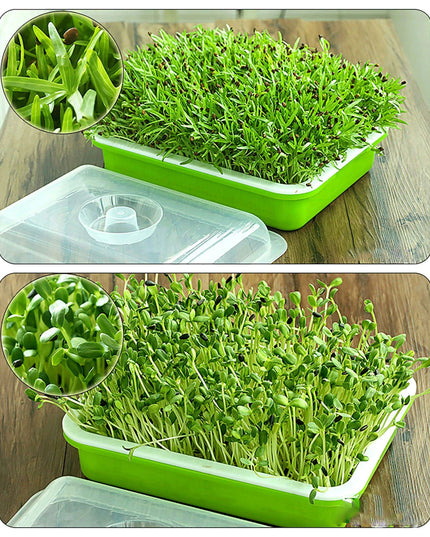 Sustainable Home Sprout Growing Kit - Easy Green & White Seed Tray Solution