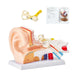 Interactive 3D Enlarged Human Ear Anatomy Model - Educational Tool with Detachable Parts for In-Depth Physiological Learning