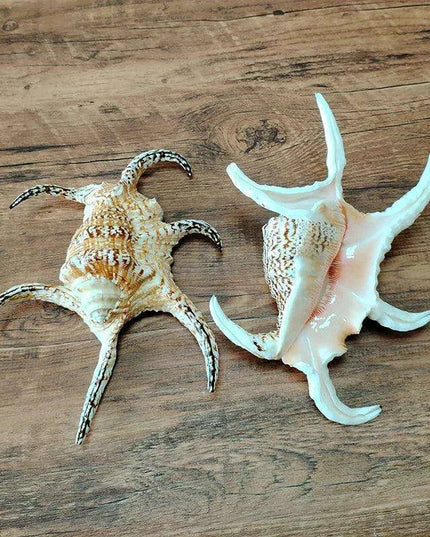 Extra Large Chiragra Spider Conch Shells - Distinctive Nautical Home Decor for Creative Projects (17-20CM)