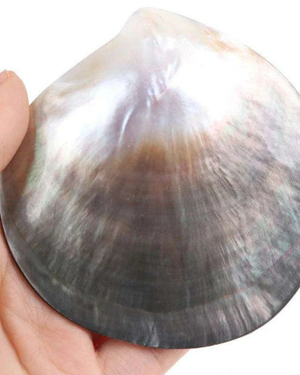 Elegant Black Butterfly Seashell - Stunning Coastal Decor Accent