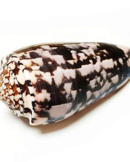Coastal Artisan Handcrafted Conch Shell Snail - Decorative Home Accent 8CM-10CM