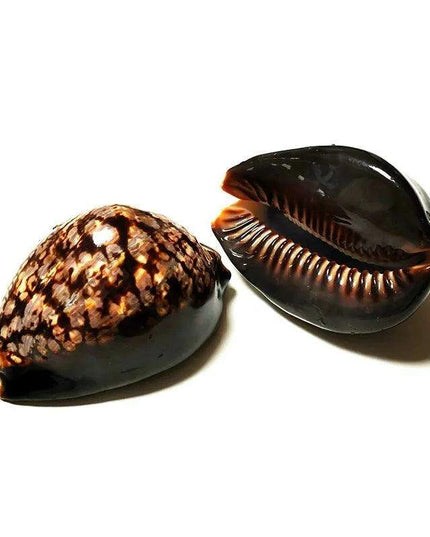 Set of 2 Authentic Cypraea Mauritiana Chocolate Cowrie Shells for Beach-Themed Decor and Crafting Activities