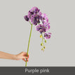 Purple pink