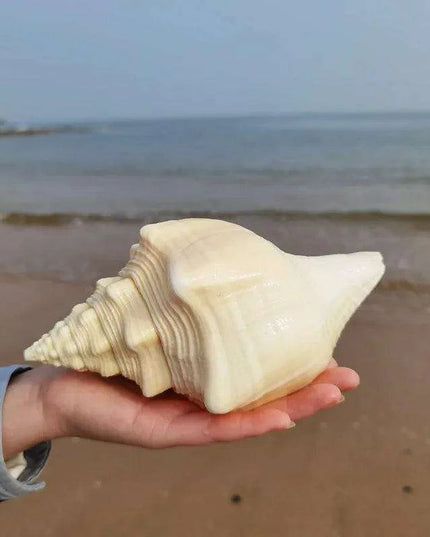 Large Natural Turbinella Angulata Conch Shell (12-20cm)