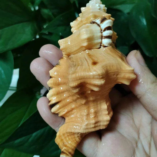 Vibrant Yellow-Orange Triton Conch Shell with Unique Black Patterns for Aquatic Decor and Photography