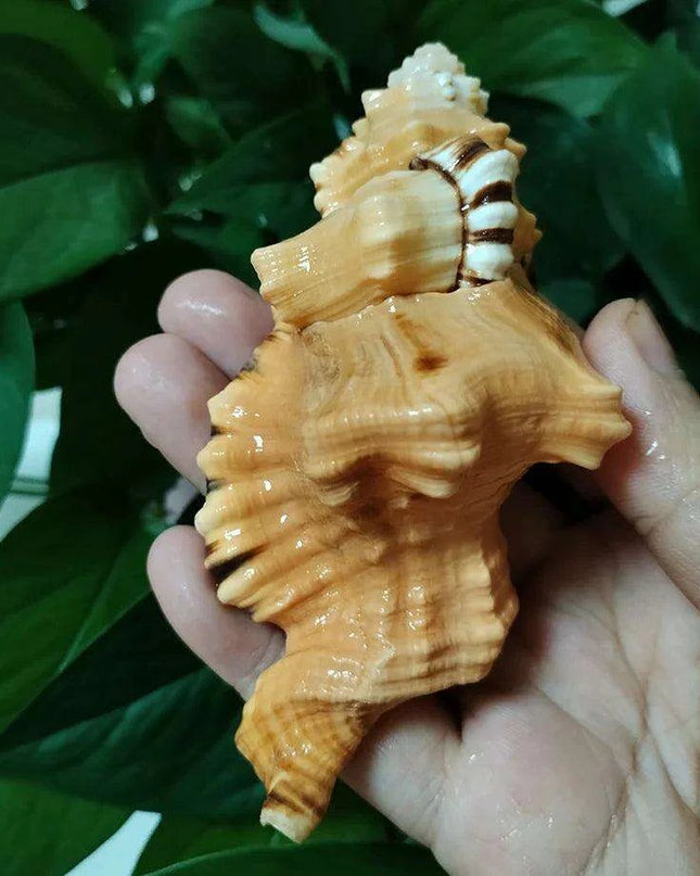 Vibrant Yellow-Orange Triton Conch Shell with Unique Black Patterns for Aquatic Decor and Photography