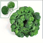 Begonia