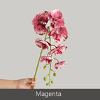 Magenta
