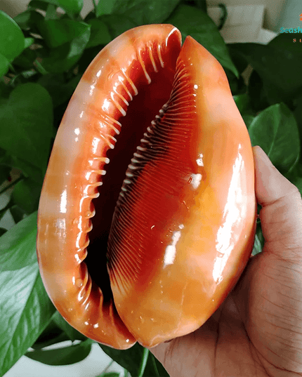 Natural Orange Bull's-mouth Helmet Conch Shells for Home and Aquatic Decor (12-17CM)